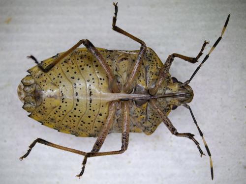 Rhaphigaster nebulosa